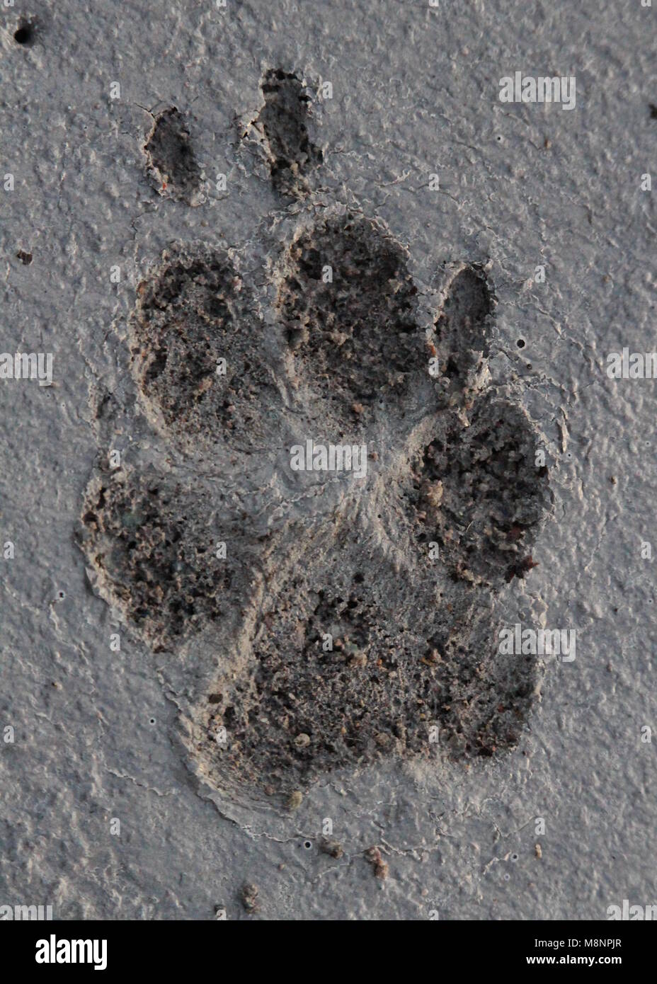 Le stampe della zampa di un cane domestico, conservate in calcestruzzo. Foto Stock