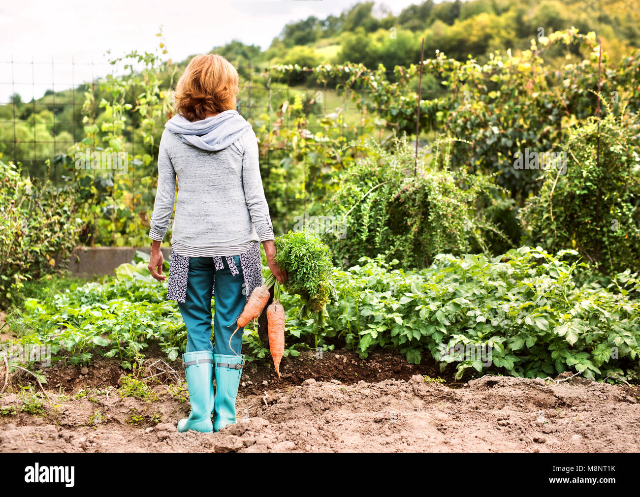 Senior donna giardinaggio nel giardino sul retro. Foto Stock