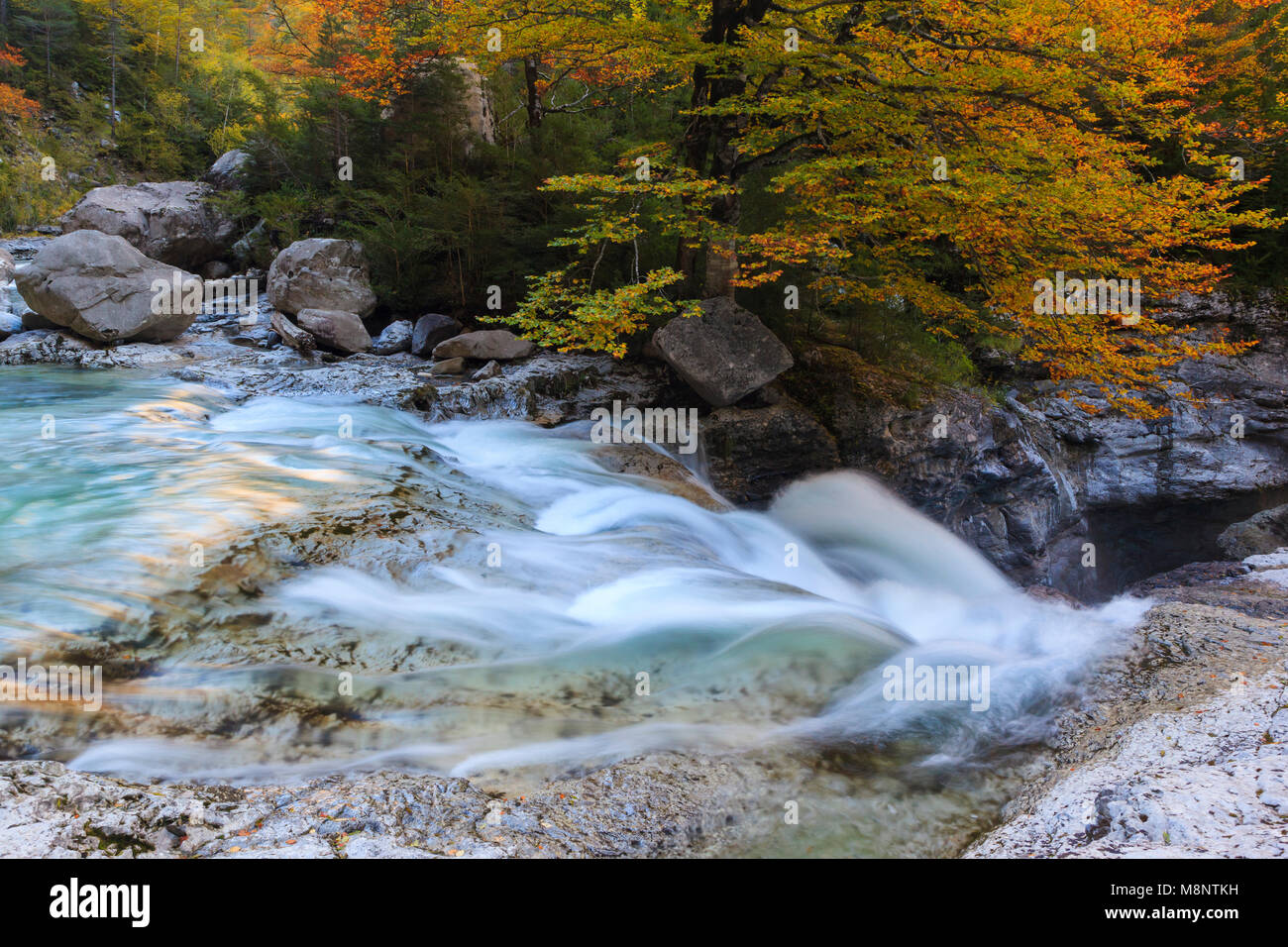 Cascata, Bellós fiume e faggi, Cañón de Añisclo a Ordesa National Park, Huesca, Aragona, Spagna, Europa Foto Stock