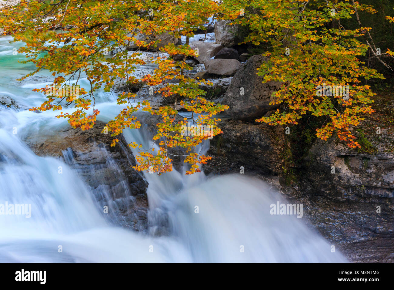 Cascata, Bellós fiume e faggi, Cañón de Añisclo a Ordesa National Park, Huesca, Aragona, Spagna, Europa Foto Stock