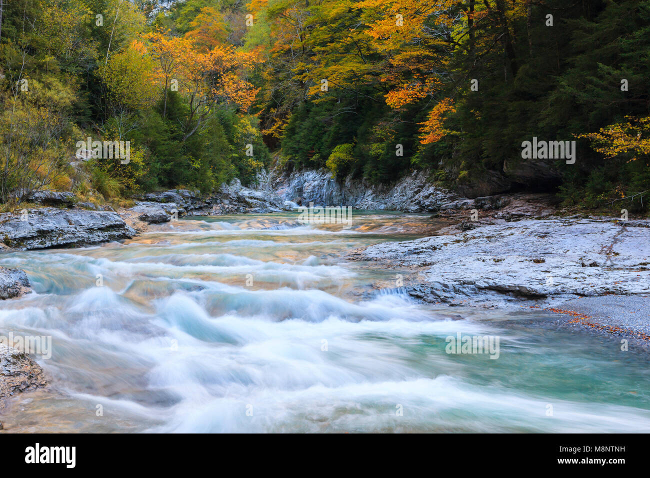 Cascata, Bellós fiume e faggi, Cañón de Añisclo a Ordesa National Park, Huesca, Aragona, Spagna, Europa Foto Stock