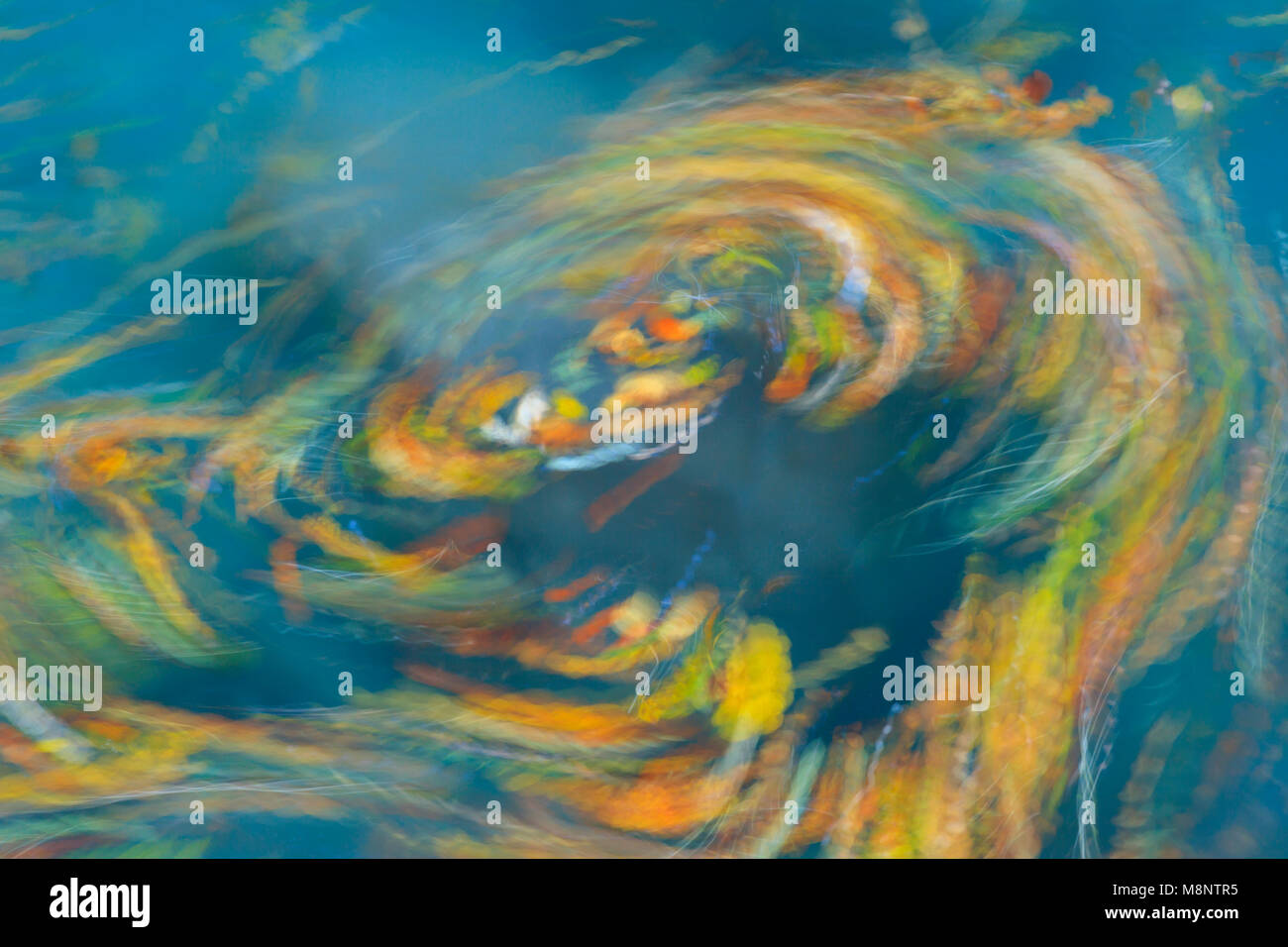 Le foglie volteggiano nel fiume Bellós, Cañón de Añisclo a Ordesa National Park, Huesca, Aragona, Spagna, Europa Foto Stock