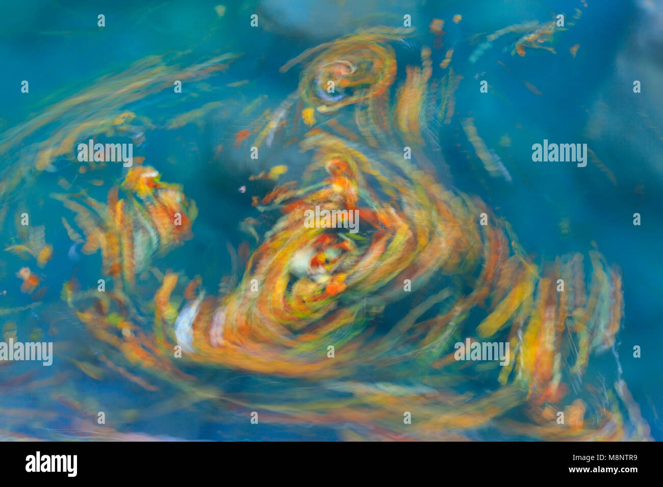 Le foglie volteggiano nel fiume Bellós, Cañón de Añisclo a Ordesa National Park, Huesca, Aragona, Spagna, Europa Foto Stock