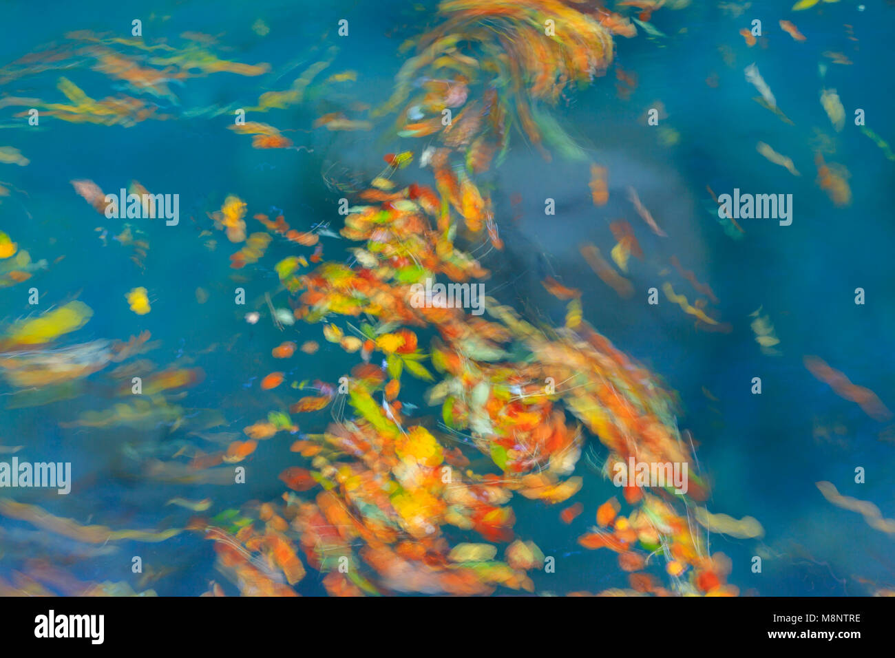 Le foglie volteggiano nel fiume Bellós, Cañón de Añisclo a Ordesa National Park, Huesca, Aragona, Spagna, Europa Foto Stock