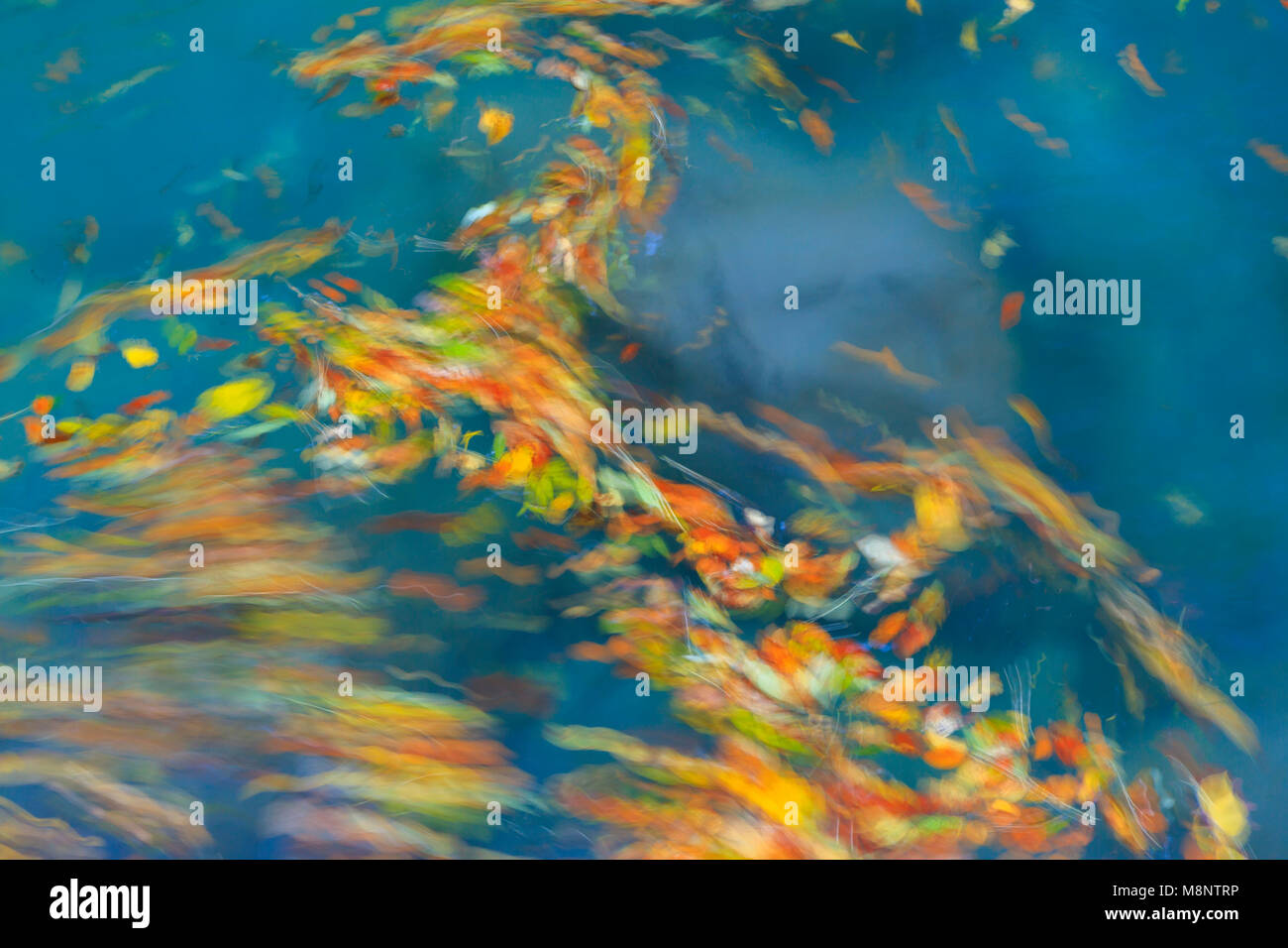 Le foglie volteggiano nel fiume Bellós, Cañón de Añisclo a Ordesa National Park, Huesca, Aragona, Spagna, Europa Foto Stock