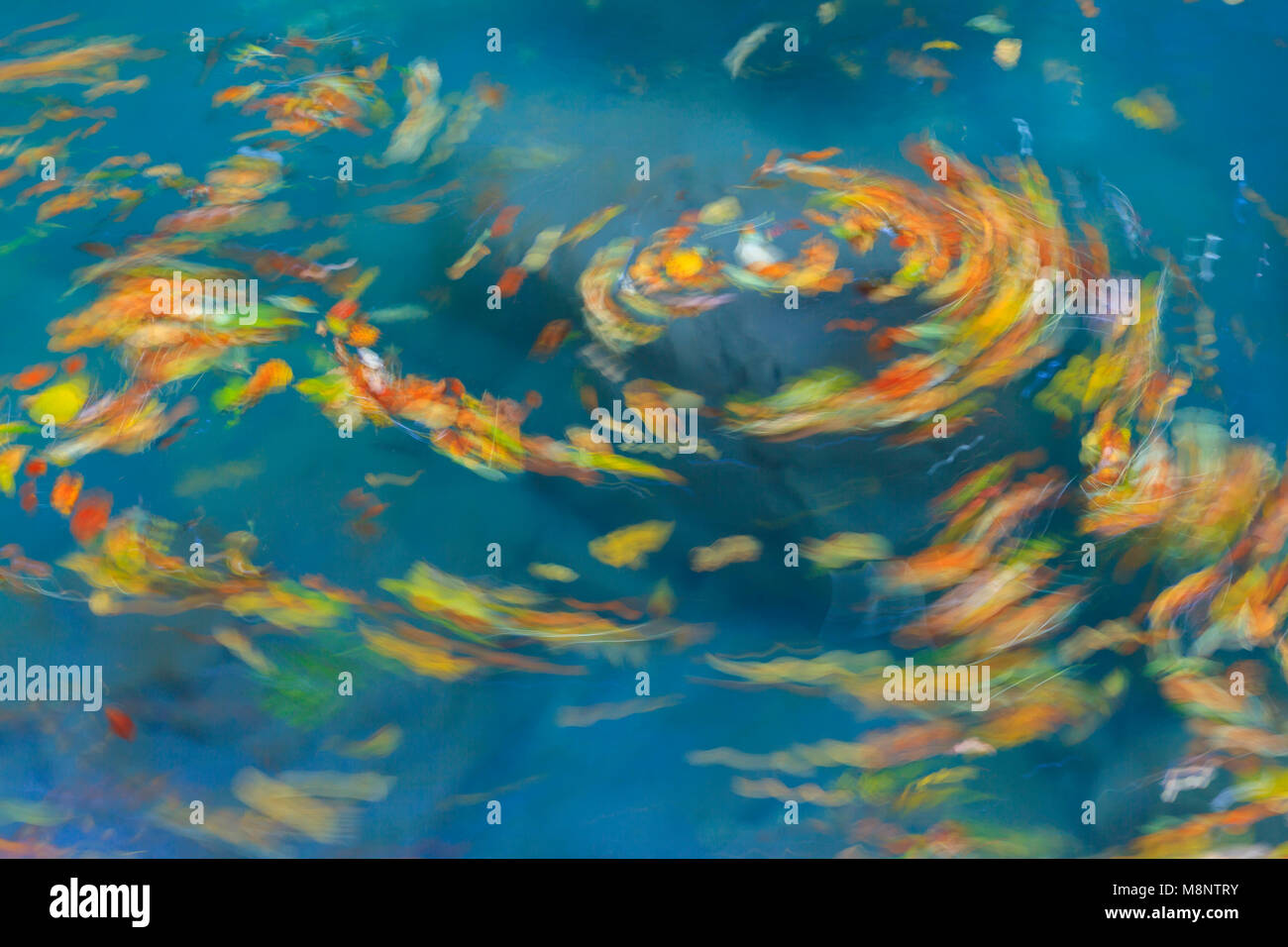 Le foglie volteggiano nel fiume Bellós, Cañón de Añisclo a Ordesa National Park, Huesca, Aragona, Spagna, Europa Foto Stock