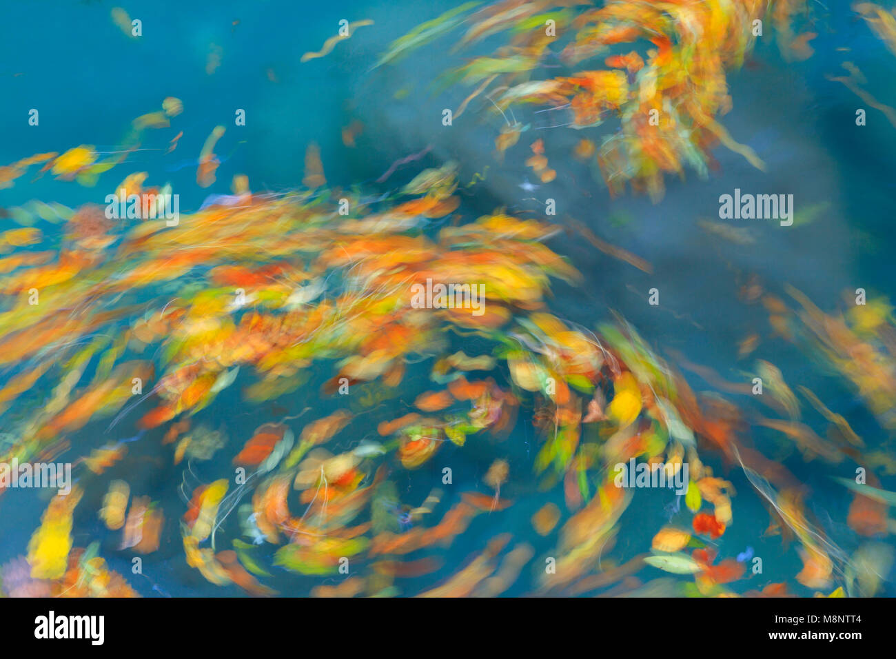 Le foglie volteggiano nel fiume Bellós, Cañón de Añisclo a Ordesa National Park, Huesca, Aragona, Spagna, Europa Foto Stock