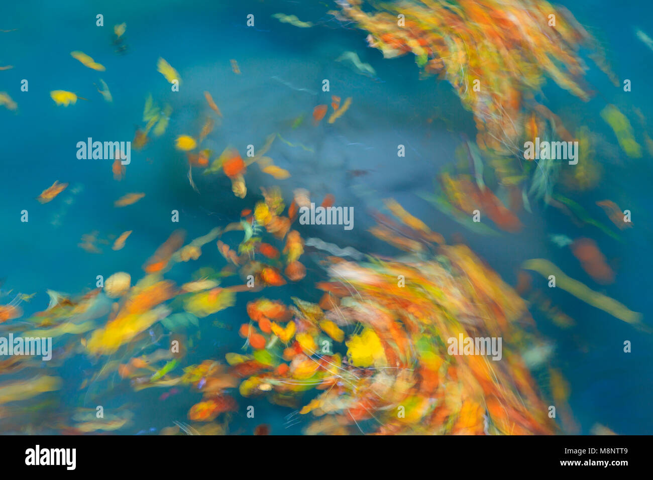 Le foglie volteggiano nel fiume Bellós, Cañón de Añisclo a Ordesa National Park, Huesca, Aragona, Spagna, Europa Foto Stock
