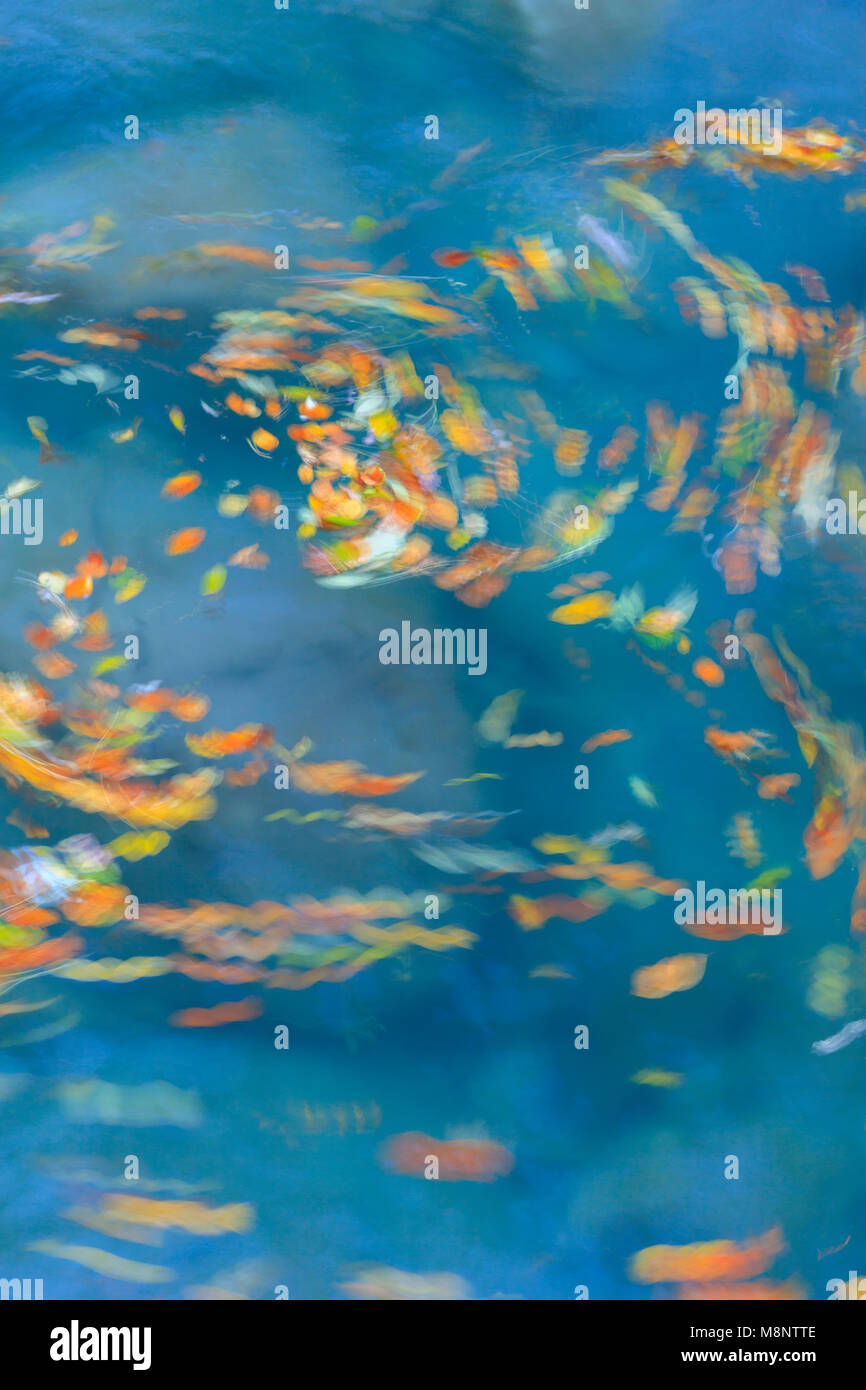 Le foglie volteggiano nel fiume Bellós, Cañón de Añisclo a Ordesa National Park, Huesca, Aragona, Spagna, Europa Foto Stock