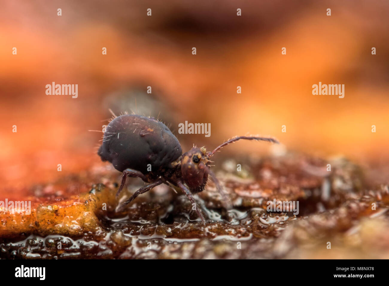 Forma globulare Springtail (Dicyrtomina fusca) passeggiate lungo umide tronco di albero in bosco. Tipperary, Irlanda Foto Stock