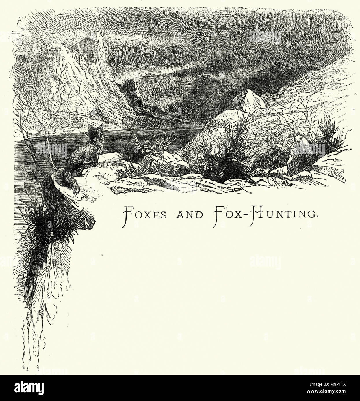 Illustrazione vittoriano una volpe di campagna del XIX secolo Foto Stock