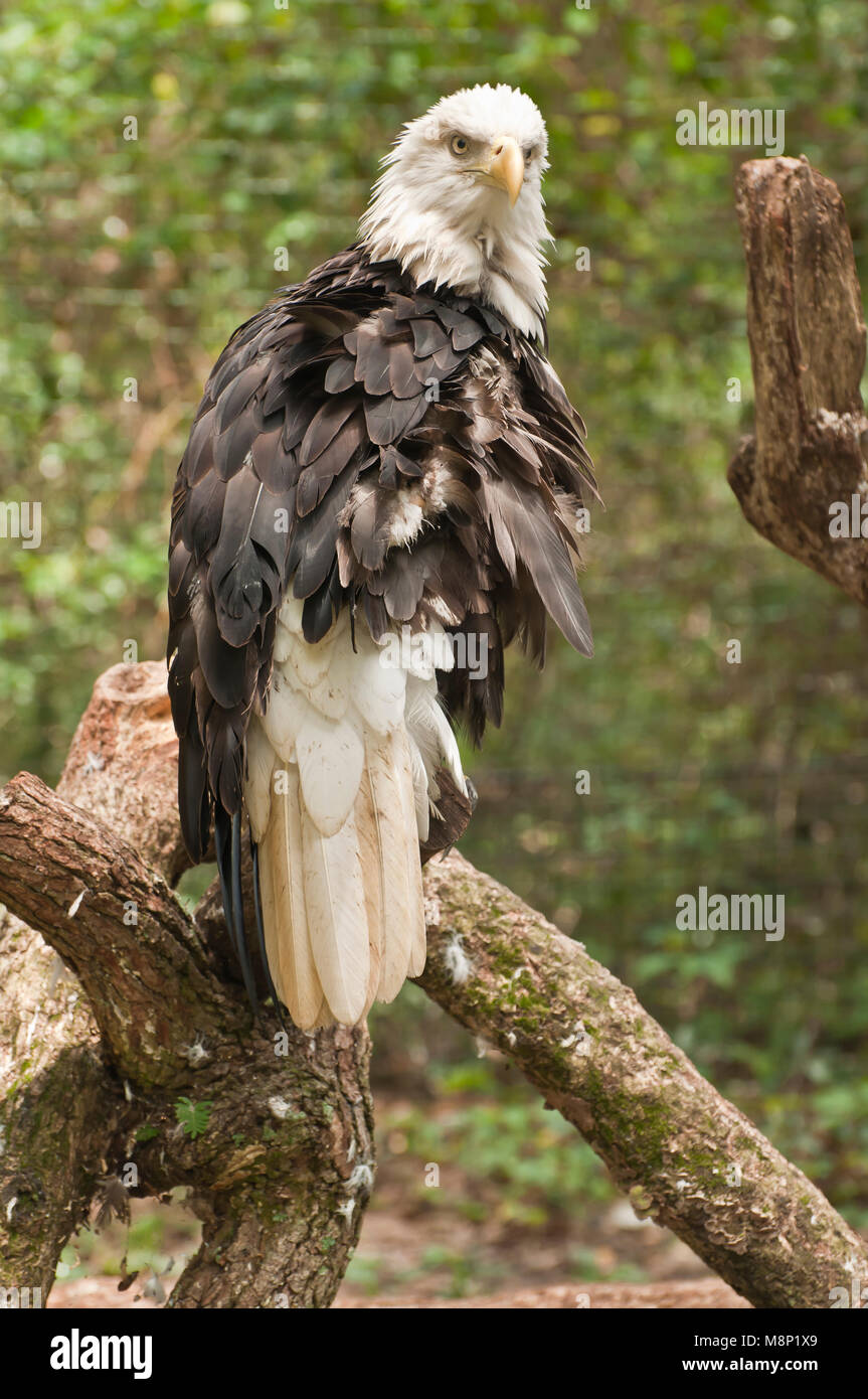 Aquila calva staring a me dal suo pesce persico. Foto Stock