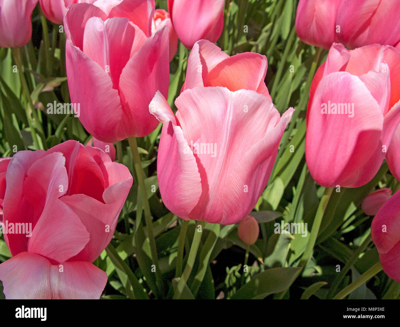 Rosa fiorire i tulipani (Tulipa sp.) al parco vicino al Casino di Montecarlo, Place du Casino, Monte Carlo, il Principato di Monaco, Côte d'Azur Foto Stock