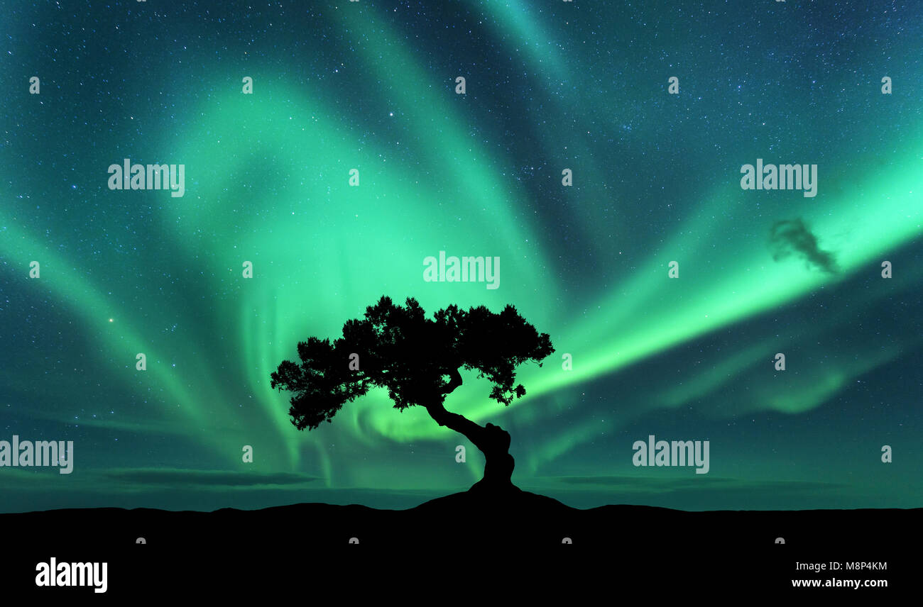Aurora boreale e silhouette di un albero sulla collina. Aurora. Green luci del nord. Cielo con le stelle e le luci polari. Paesaggio notturno con luminosi auro Foto Stock