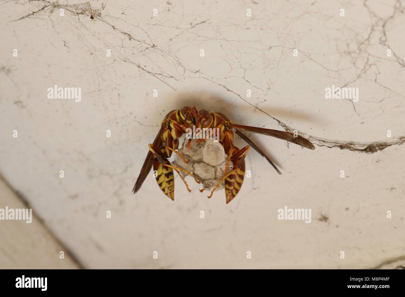 Paio di calabroni costruendo il loro nido Foto Stock