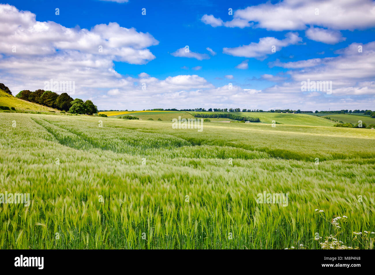 Inglese paesaggio rurale con verde campo di orzo in Inghilterra meridionale REGNO UNITO Foto Stock