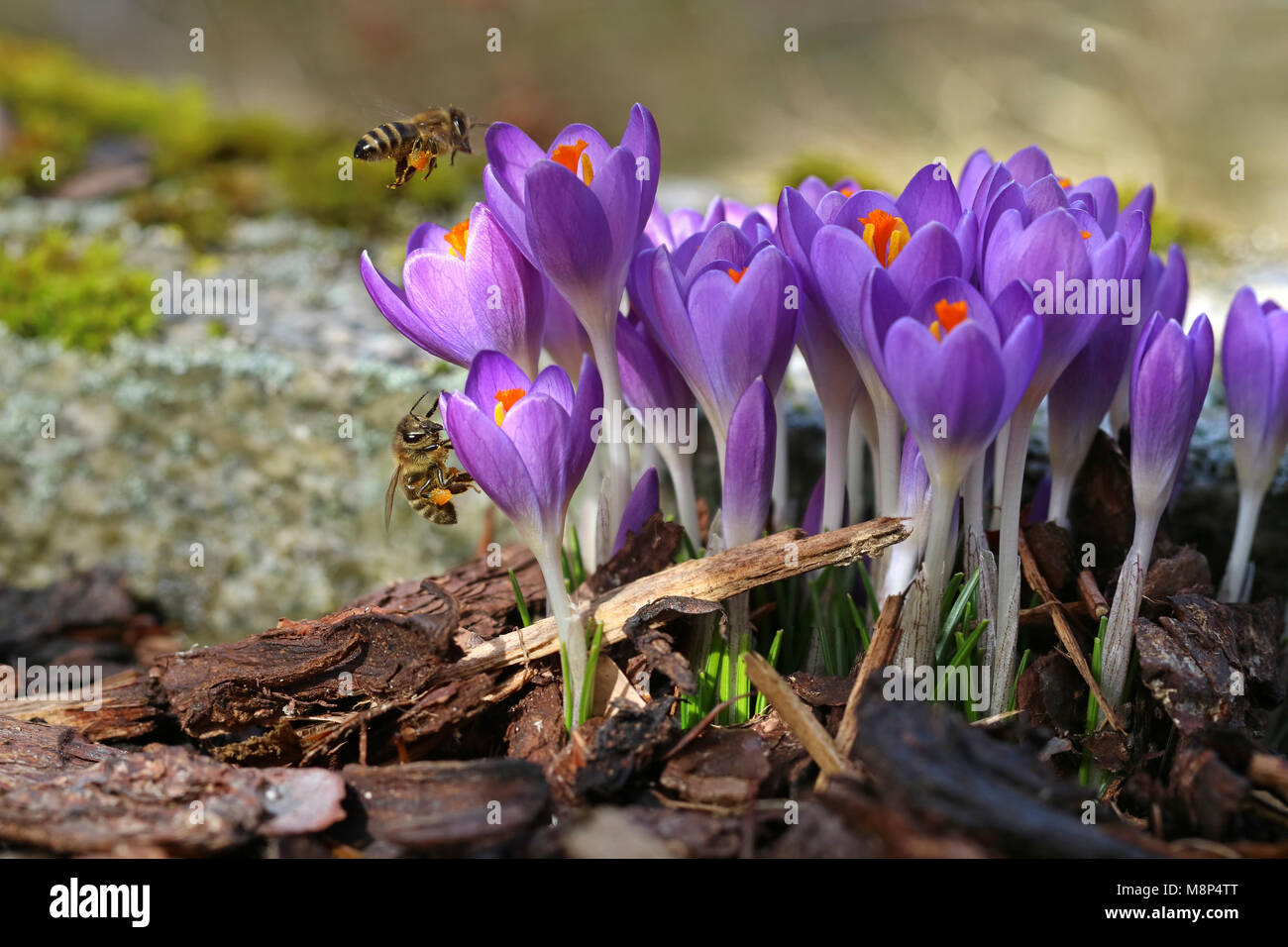 Macro di due api con sacchetti di polline avvicinando crochi in primavera Foto Stock