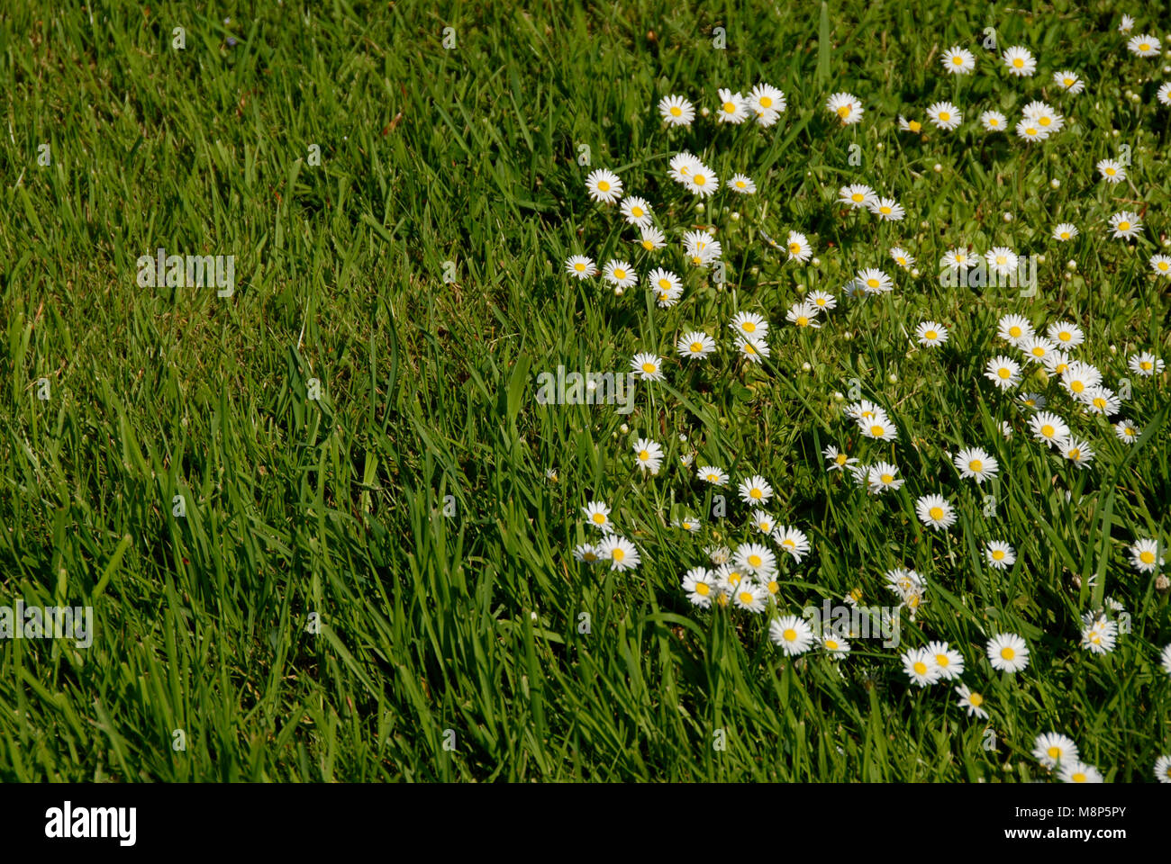 Estate margherite su un prato, per pagina doppia, Foto Stock