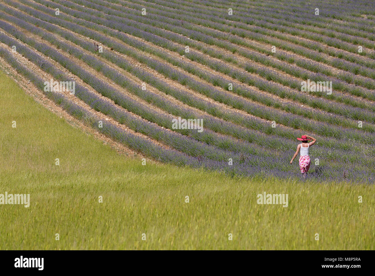 Donna in abito floreale con un cappello rosa a camminare su campi di lavanda, Provenza, Francia. Foto Stock