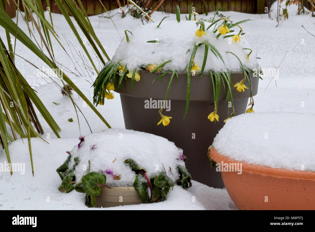 Copertura di neve fiori di primavera in vasi da giardino Foto Stock