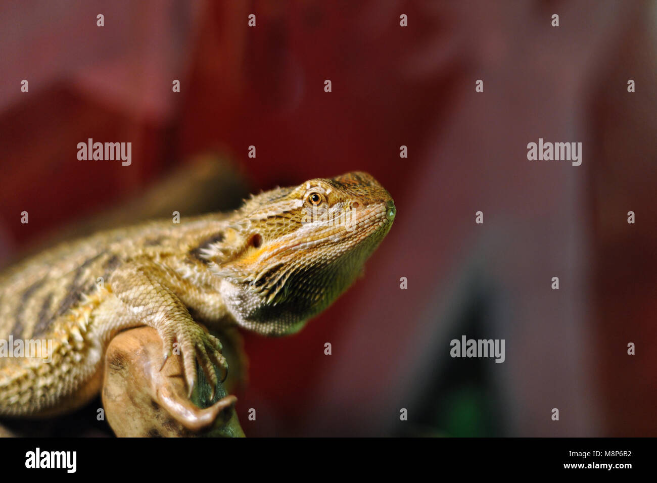 Drago barbuto lucertola o pogona lizard su sfondo rosso in casa terrario Foto Stock