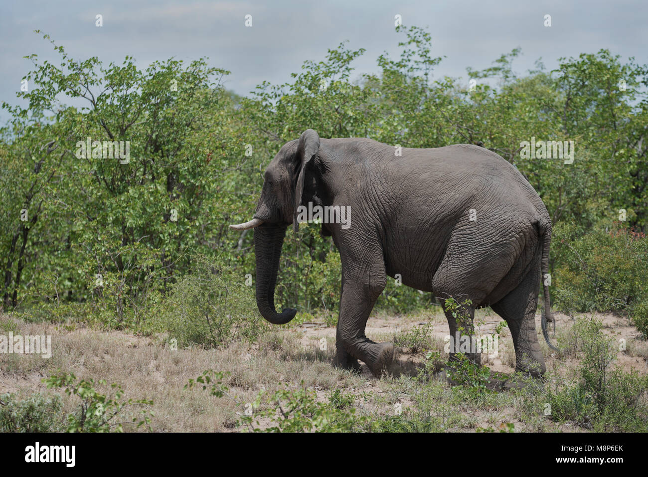 Un elefante bull camminare al fianco di un mopani canneto Foto Stock