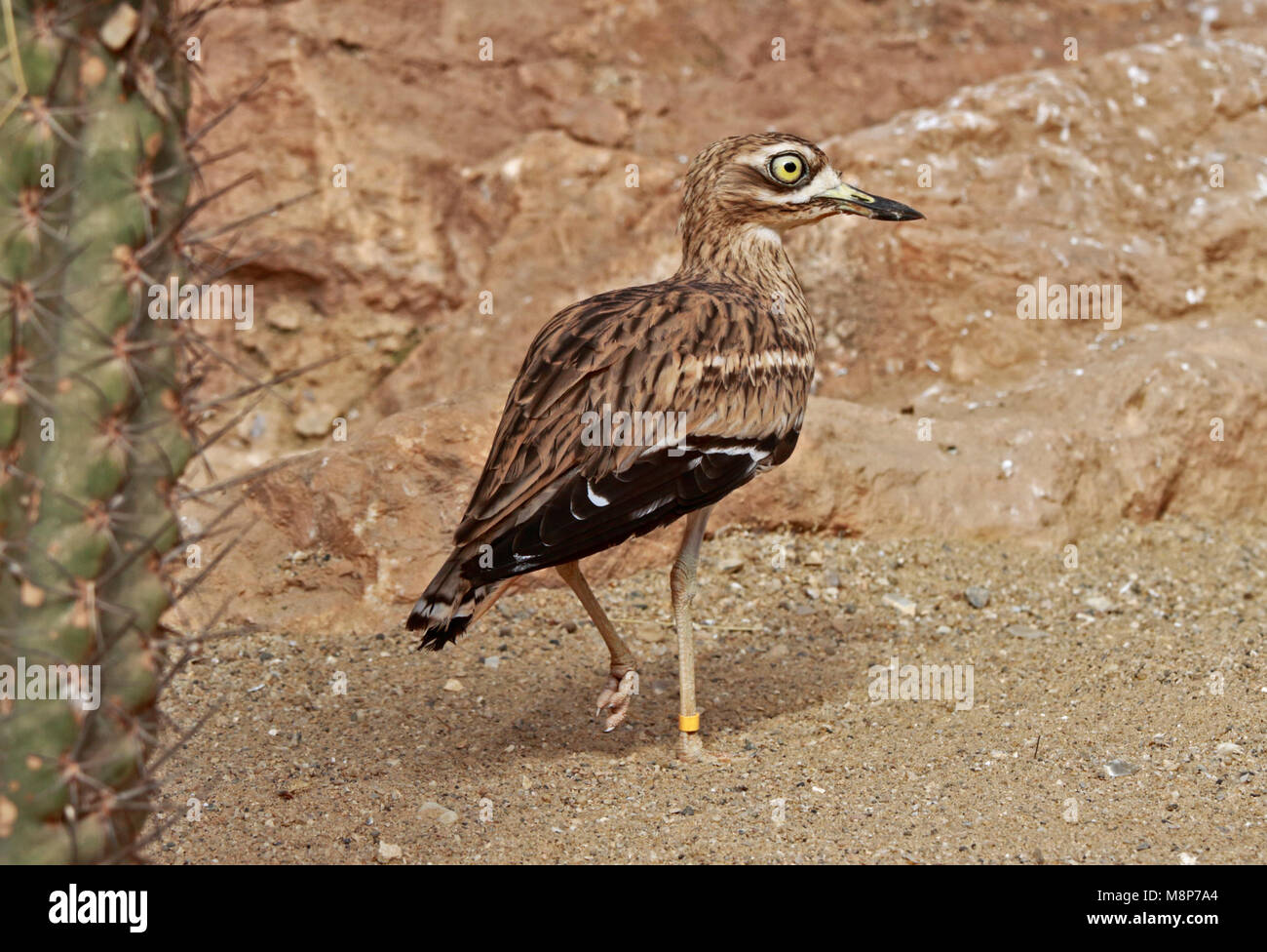 Pietra (Curlew burhinus oedicnemus) Foto Stock