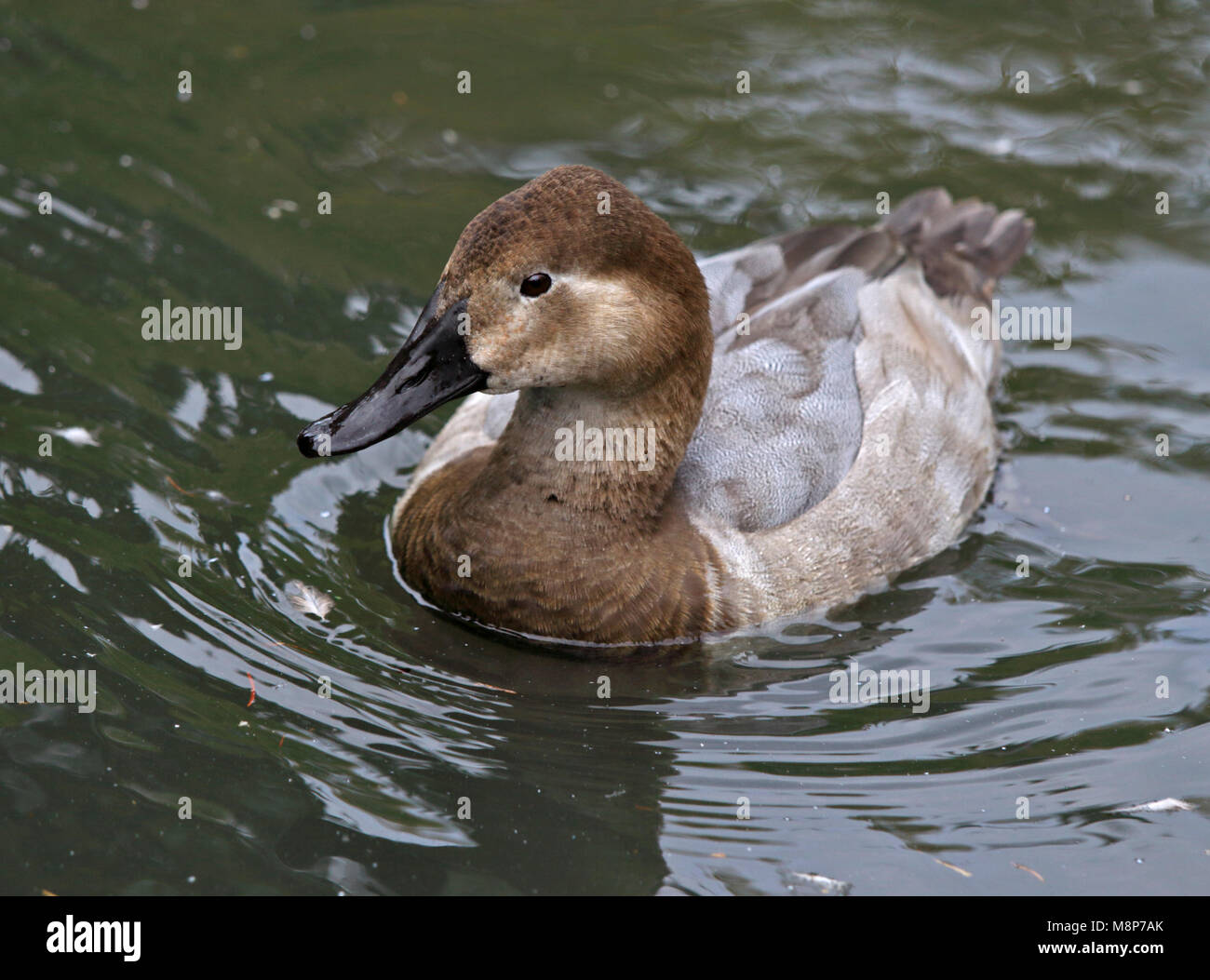 Canvasback anatra (Aythya valisineria) femmina Foto Stock