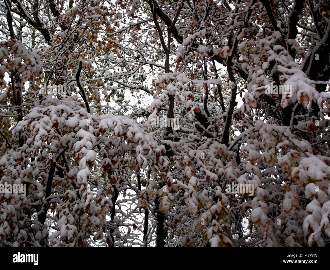 Neve pesante caduta in Southampton, Hampshire Inghilterra Foto Stock