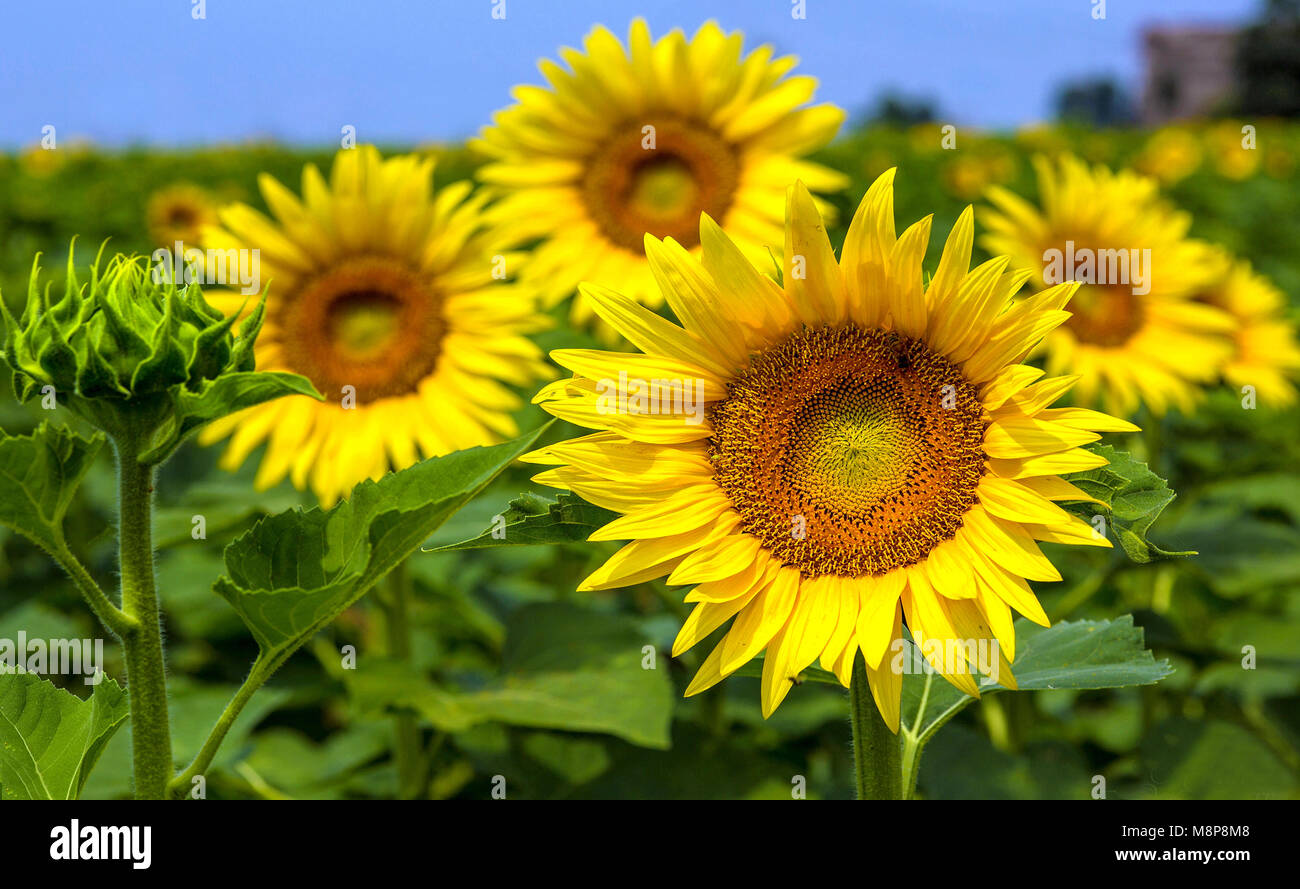 Sole estivo con girasoli © Jarmila Makro-Planar Zeiss T* 100mm f/2 Foto Stock