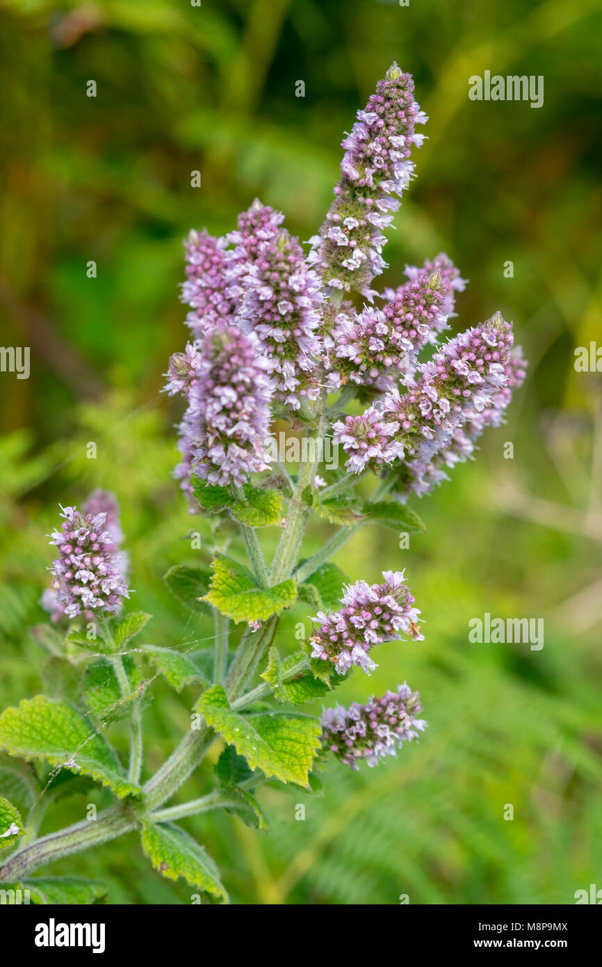 Spear Menta, Mentha spicata Foto Stock