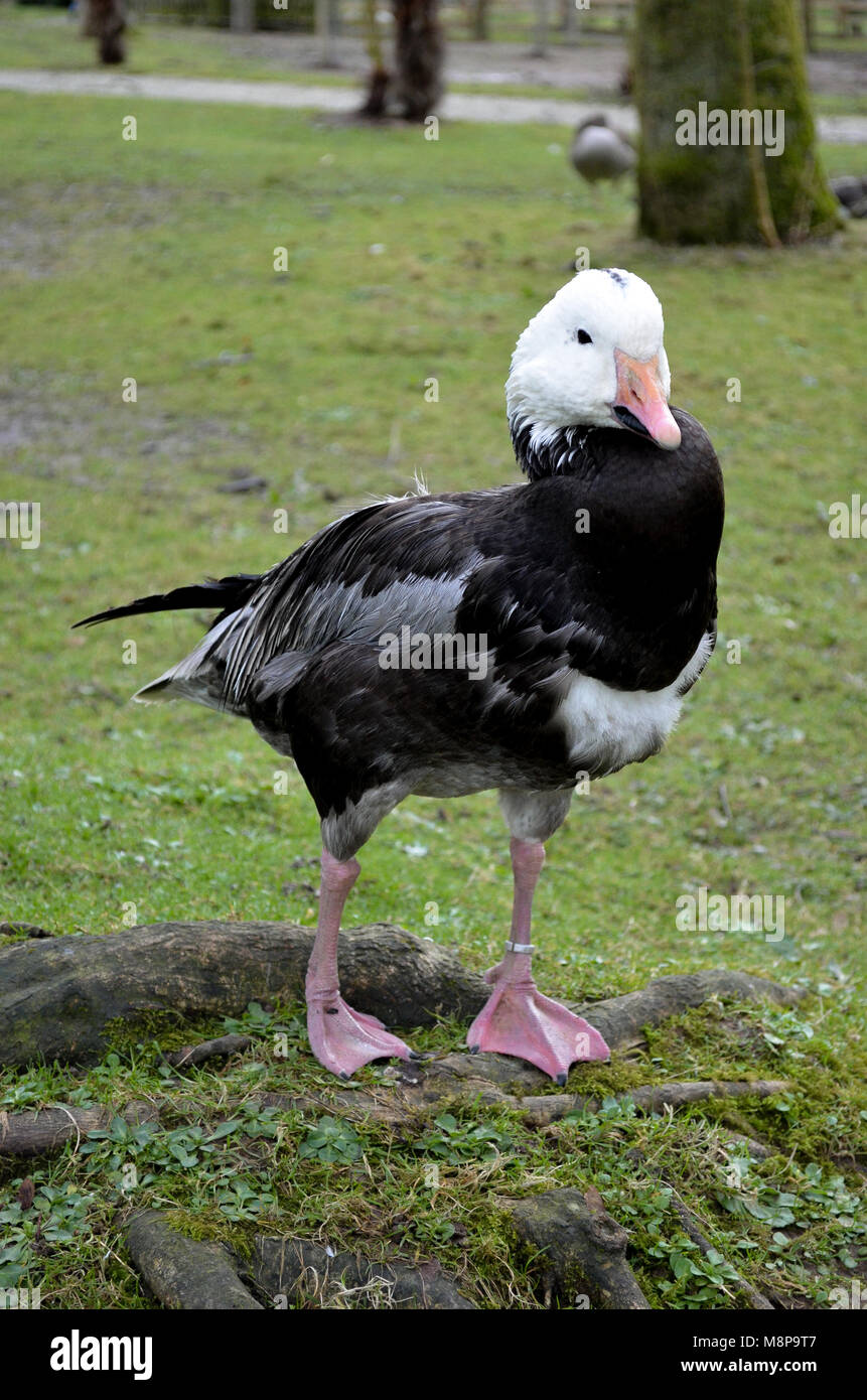 Il bianco e il nero anatra sul prato verde in un zoo goose dolce simpatico uccello pet Foto Stock