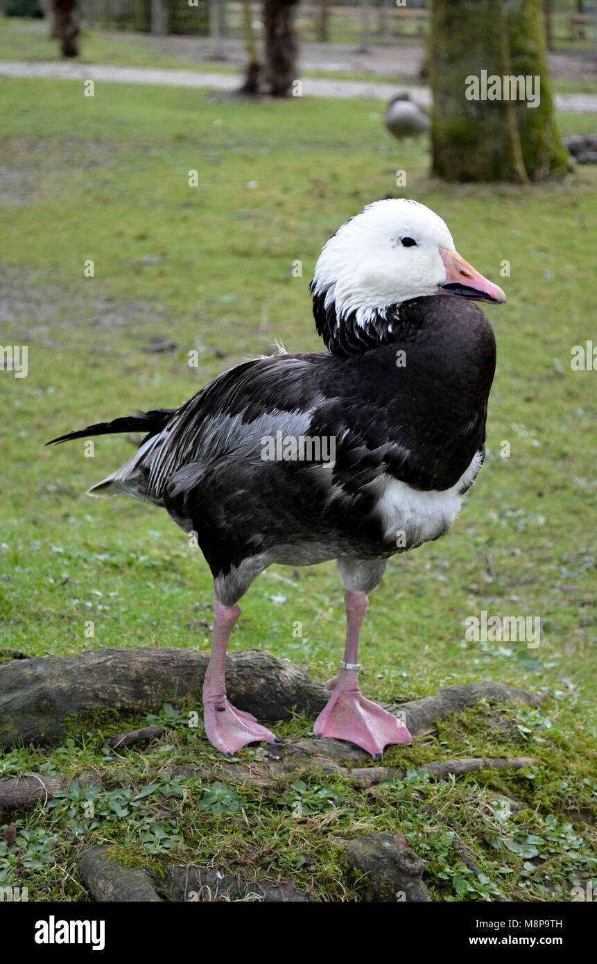 Il bianco e il nero anatra sul prato verde in un zoo goose dolce simpatico uccello pet Foto Stock