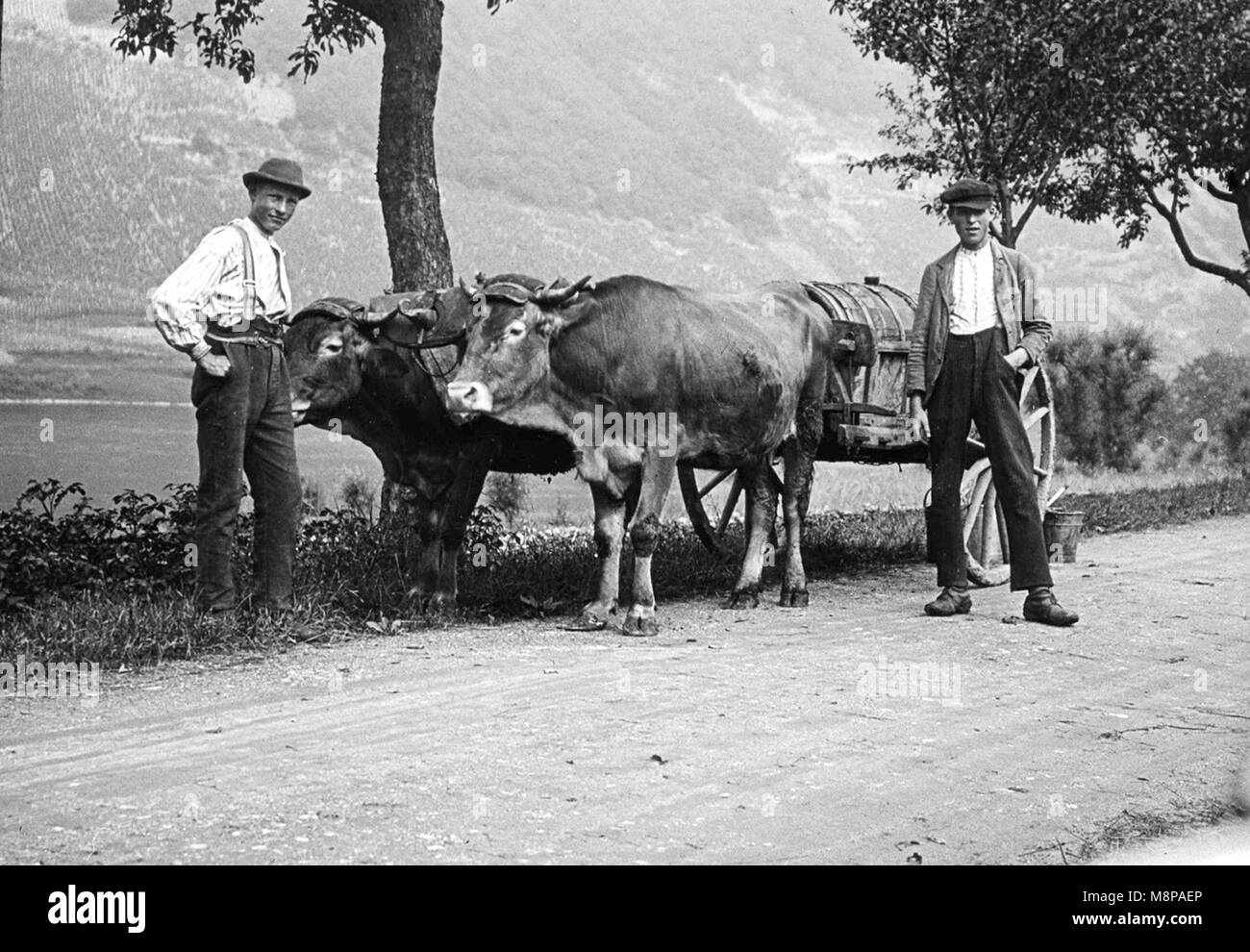 Giovani agricoltori francesi con buoi e carretto che trasportano botte di vino nella regione rurale alpina della Francia 1905 Foto Stock