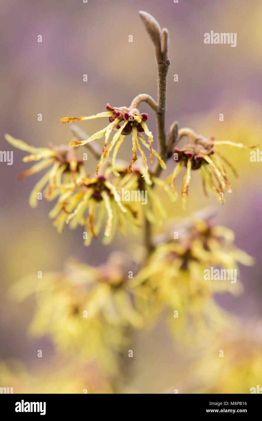 Amamelide (Hamamelis × intermedia 'Arnold promessa') in fiore. Straordinaria fiori gialli di arbusti cultivar nella famiglia Hamamelidaceae Foto Stock