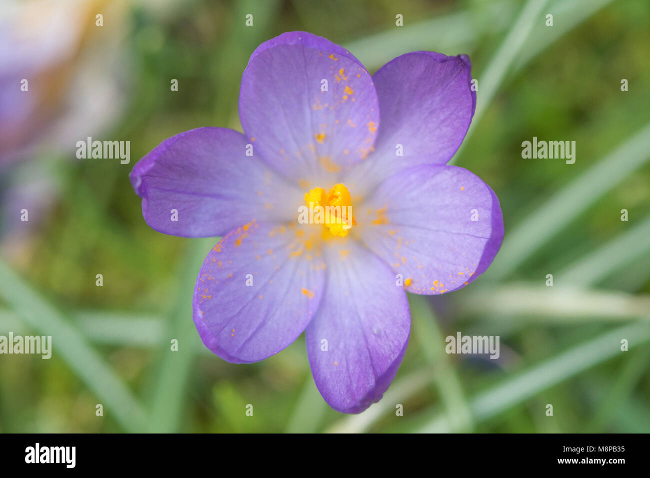 Viola Crocus sp. fioritura tra l'erba dal di sopra. Guardando verso il basso sul tardo inverno flower (Famiglia Iridaceae) che mostra un ciuffo di stami gialli tra erba Foto Stock