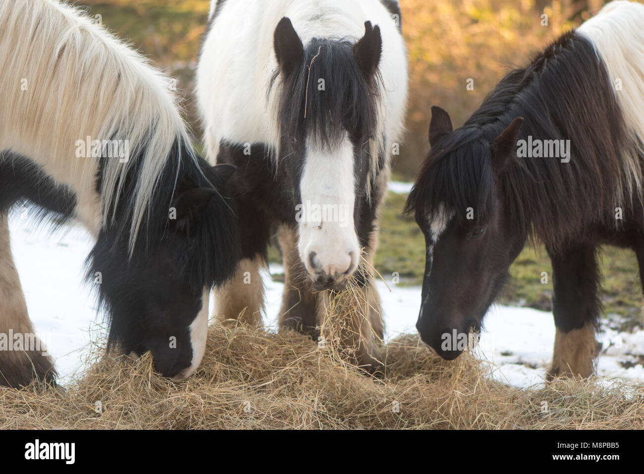 Tre irlandesi pony Cob mangiare fieno con neve. In bianco e nero di cavalli gustando cibo supplementare su una giornata invernale e Foto Stock