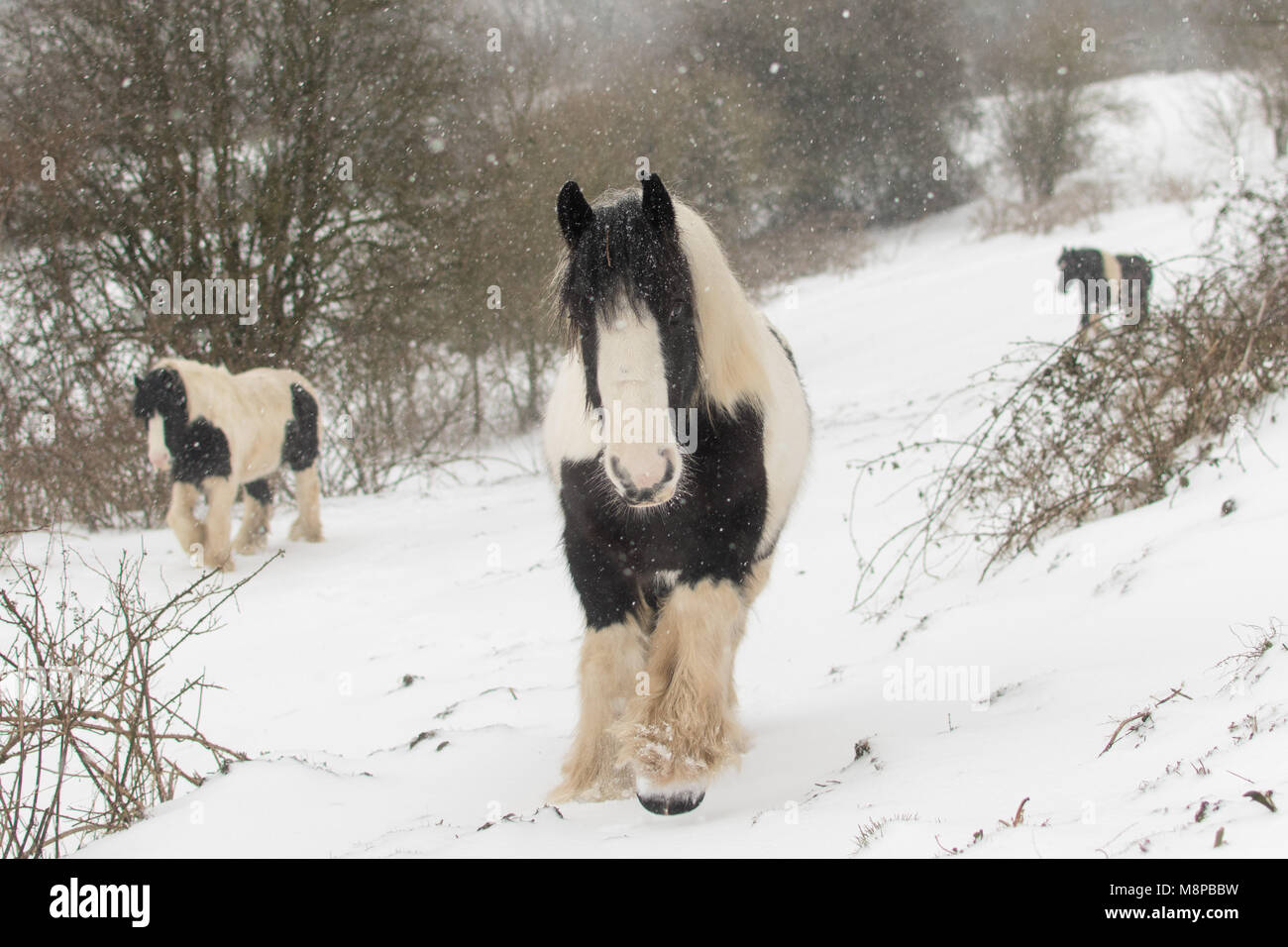 Tre irlandesi pony Cob a piedi nella neve pesante. In bianco e nero i cavalli in campo con nevicata, in bagno, REGNO UNITO Foto Stock
