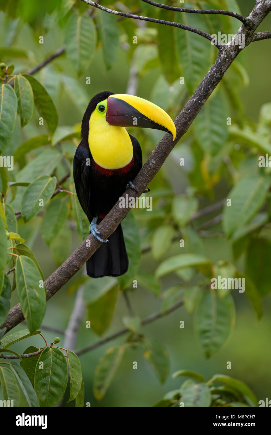 Giallo-throated toucan - Ramphastos ambiguus, grande e colorata toucan dal Costa Rica foresta. Foto Stock