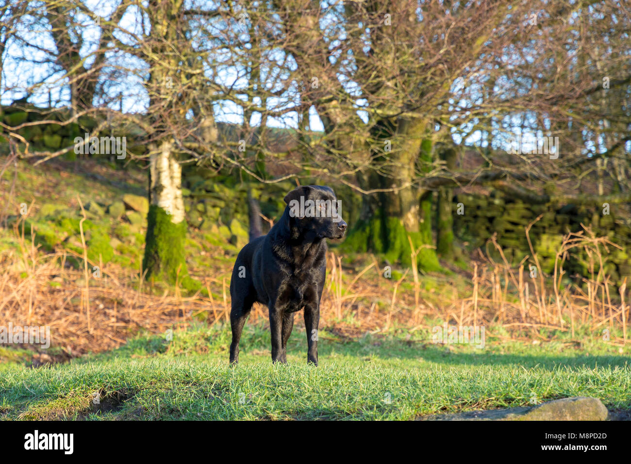 Il labrador nero cane sotto il sole Foto Stock