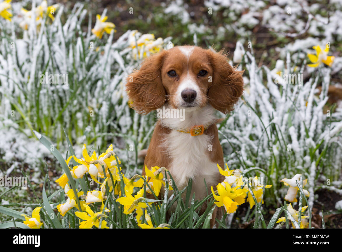 Undici mesi Pip cockapoo raffigurato nelle Snowy narcisi a Gravesend Kent. Foto Stock