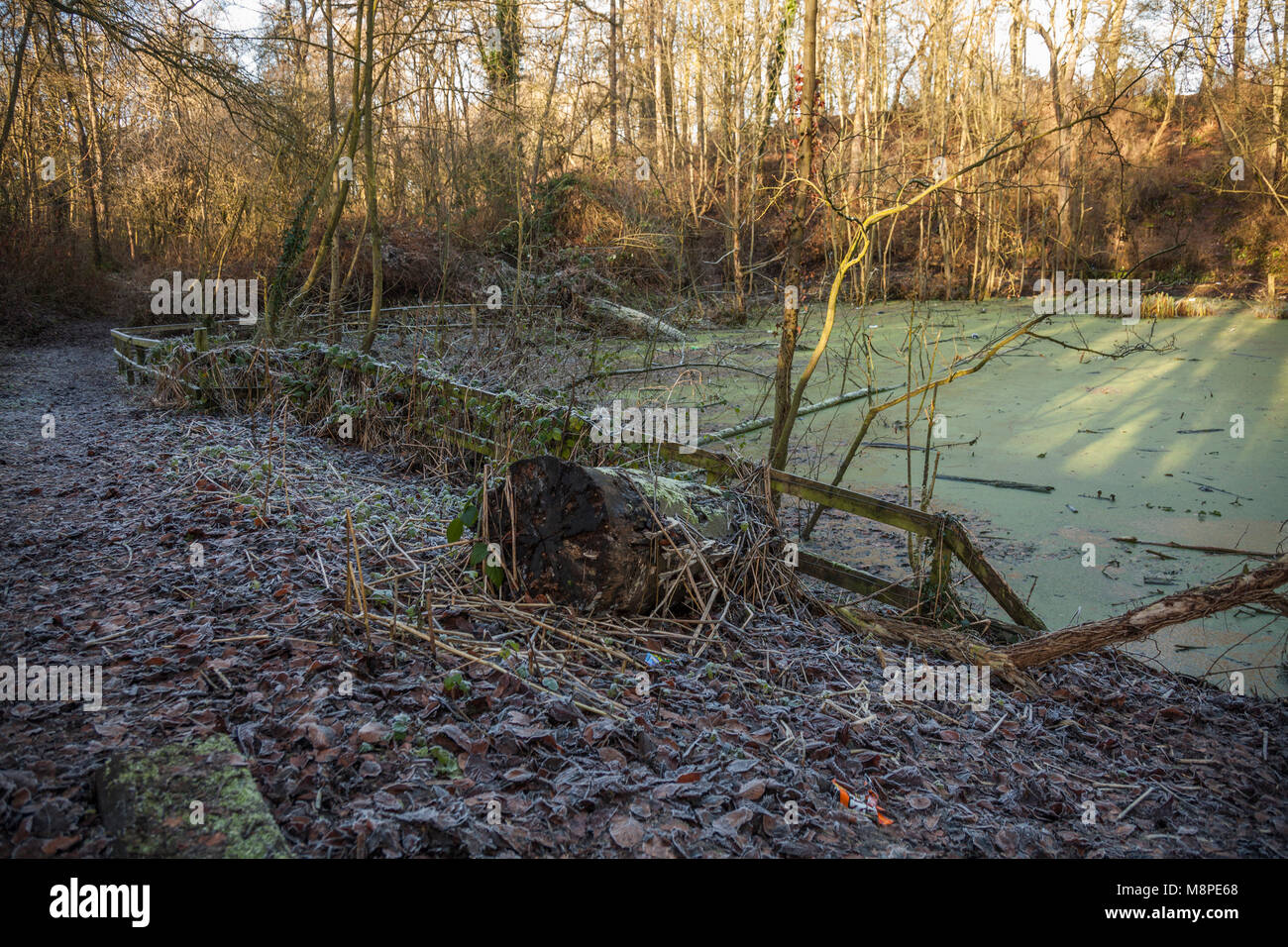 Verde muschio coperto stagno nei boschi vicino a Yarm,l'Inghilterra,UK Foto Stock