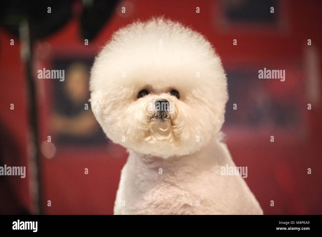 Poco bianco Bichon Frise si siede e guarda nella telecamera Foto Stock