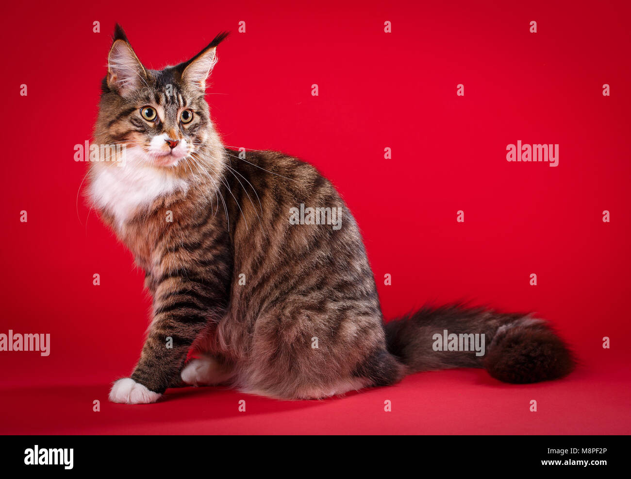 Ritratto di gatto Maine Coon su sfondo rosso. Foto di gatti cibo annuncio  Foto stock - Alamy