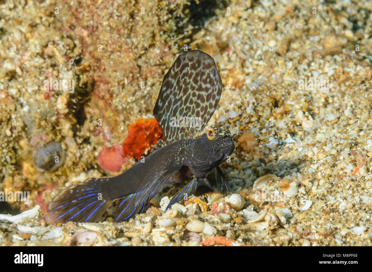 Magnifico gamberi-goby, Tomiyamichthys emilyae, Anilao, Batangas, Filippine, Pacifico Foto Stock