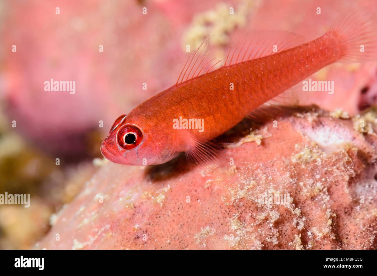 Ringeye dwarfgoby, Trimma benjamini, Anilao, Batangas, Filippine, Pacific Foto Stock