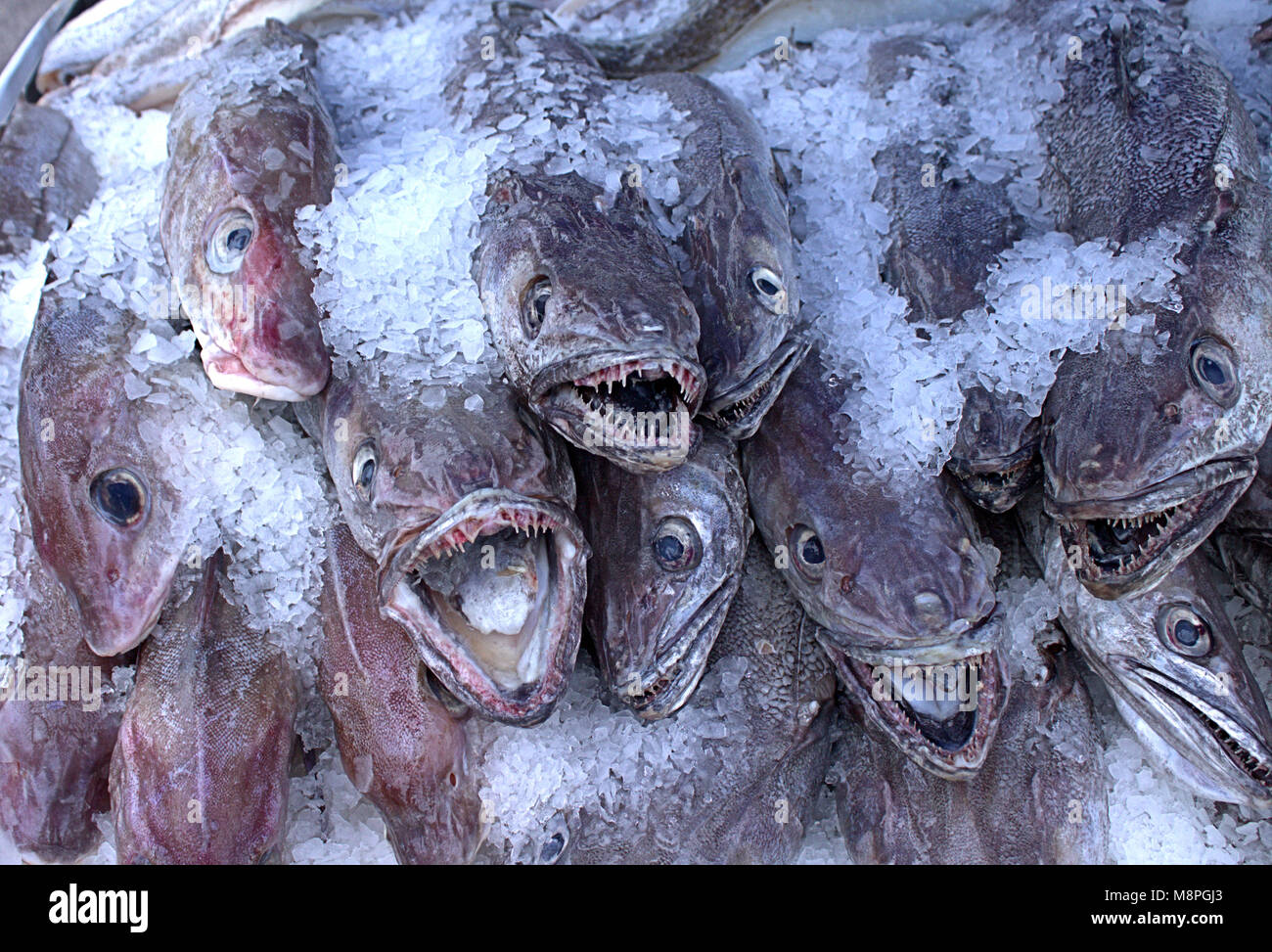 Pesce fresco su ghiaccio sbarcati quel giorno in vendita nel mercato alimentare, West Cork, Irlanda. Foto Stock