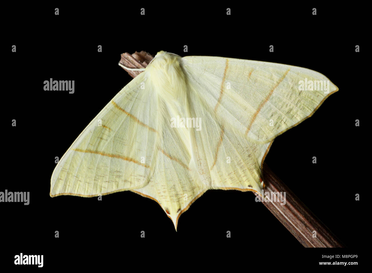Allevati in cattività swallowtailed moth Ourapteryx sambucaria, north Dorset England Regno Unito GB su uno sfondo nero Foto Stock