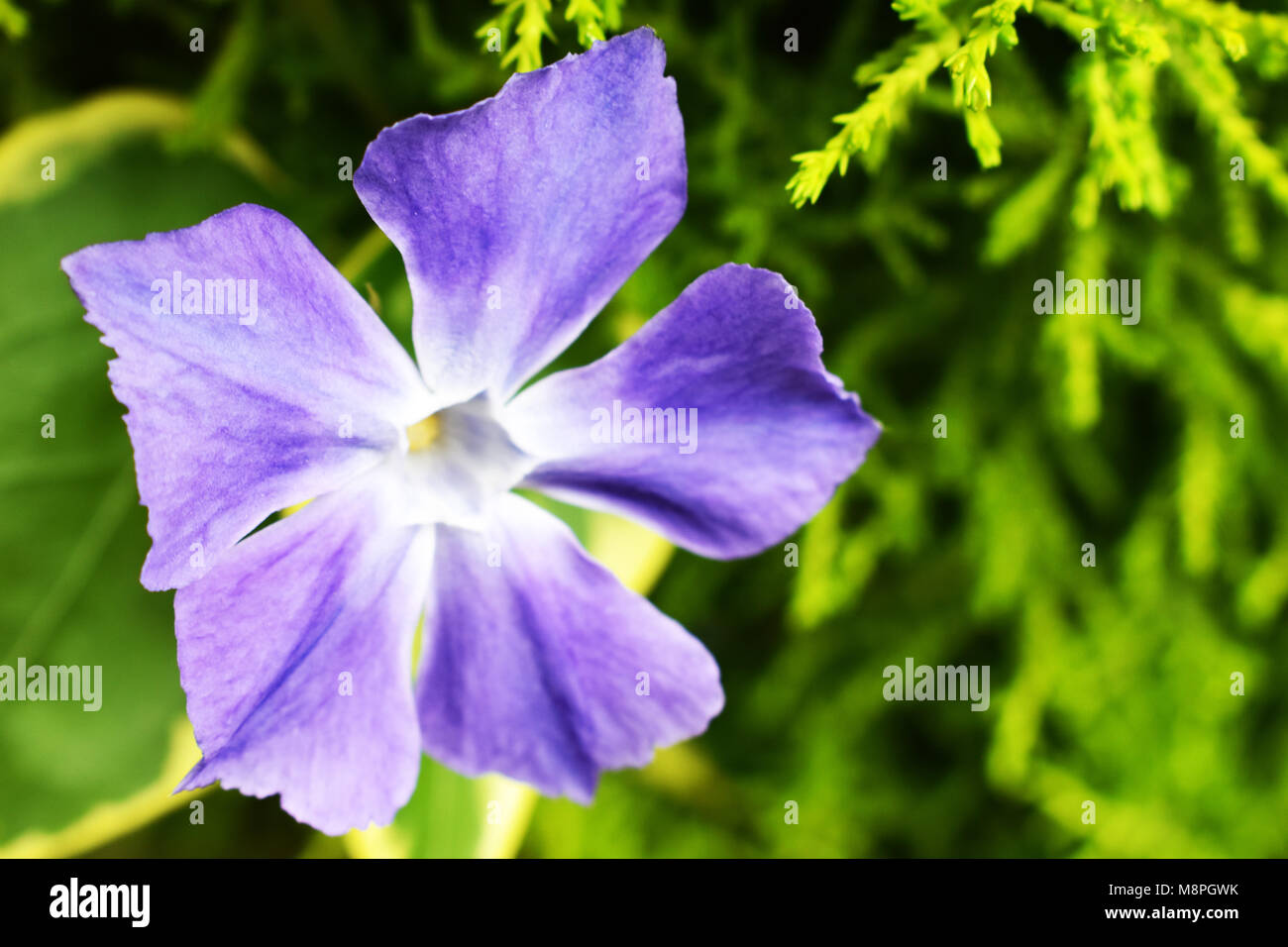 Fiore viola in closep con molti dettagli, per esterno con la luce del sole. Foto Stock