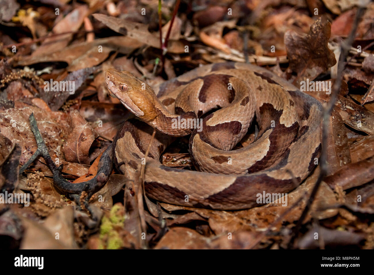 Southern Copperhead Snake (Agkistrodon contortrix) Foto Stock